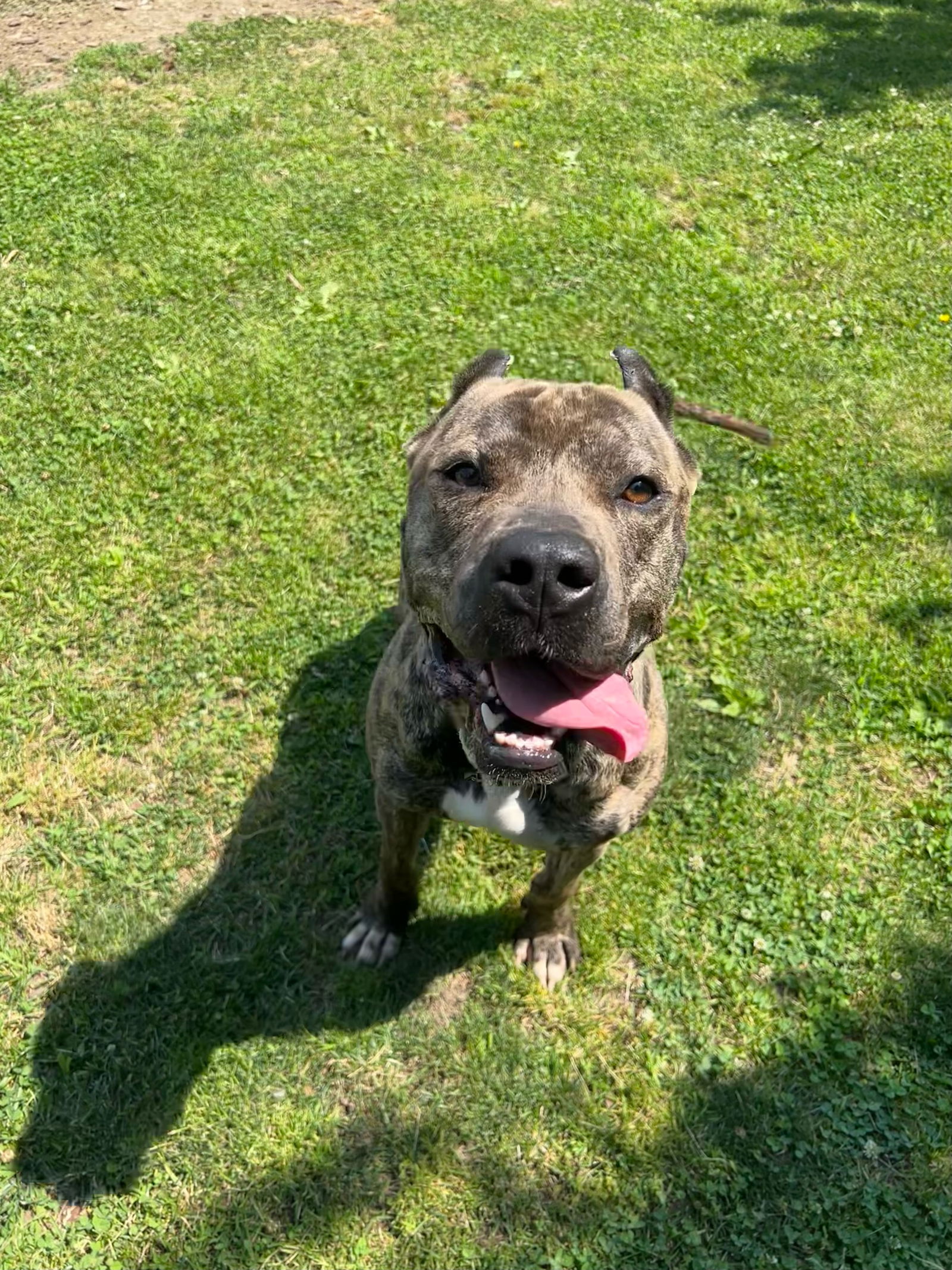 adoptable Dog in Stamford, CT named Enzo