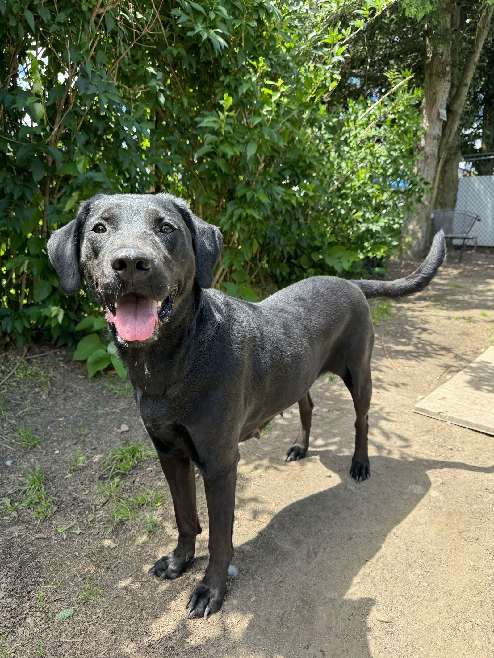 adoptable Dog in Stamford, CT named Allie