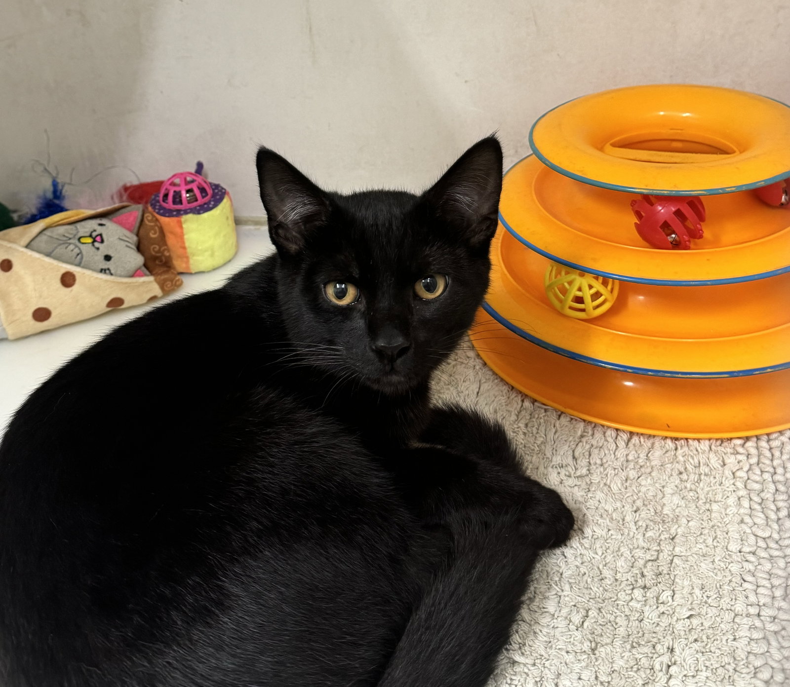 Cats for Adoption in Suffolk County, New York Alpha Paw