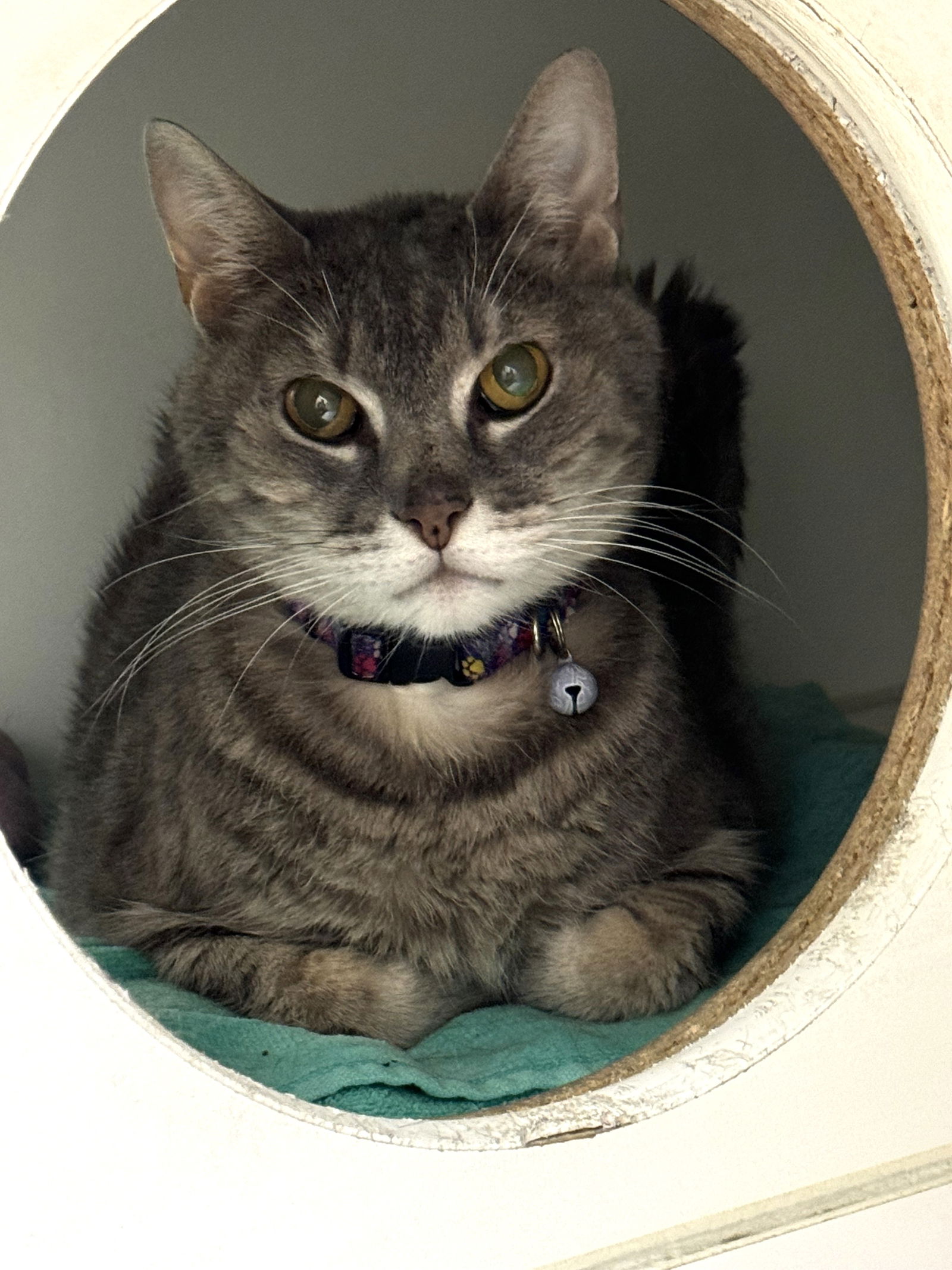 adoptable Cat in Stamford, CT named Puddles