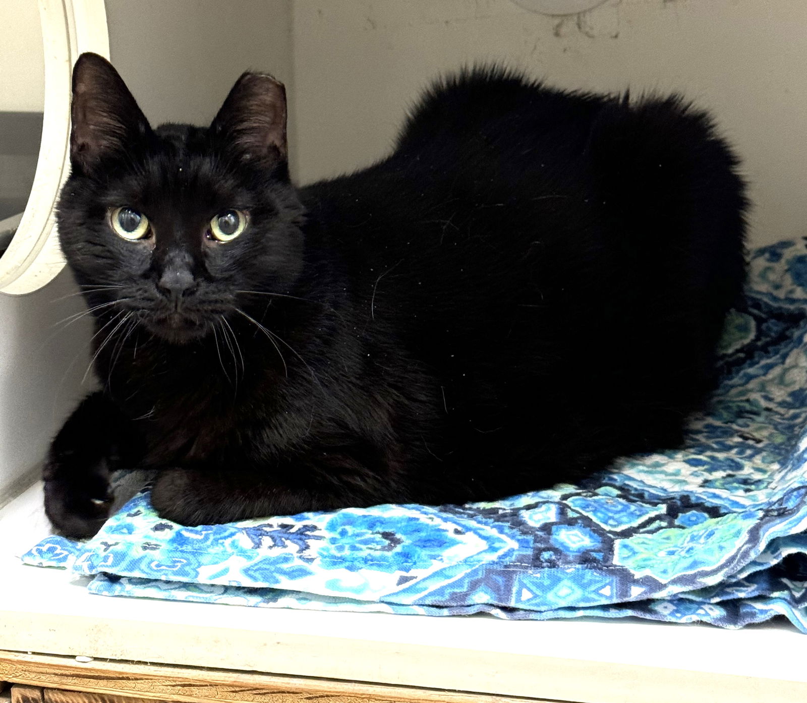 adoptable Cat in Stamford, CT named Midnight