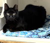 adoptable Cat in , CT named Midnight