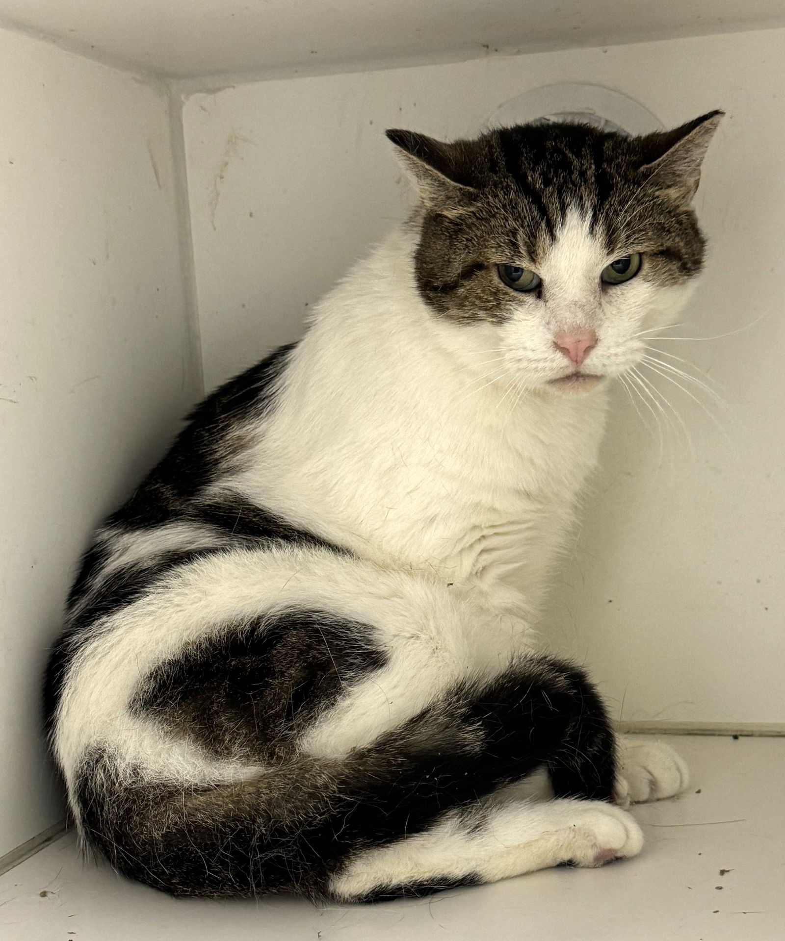 adoptable Cat in Stamford, CT named Blizzard