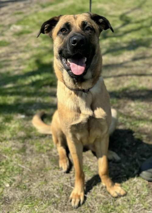 picture of the dog needing adoption