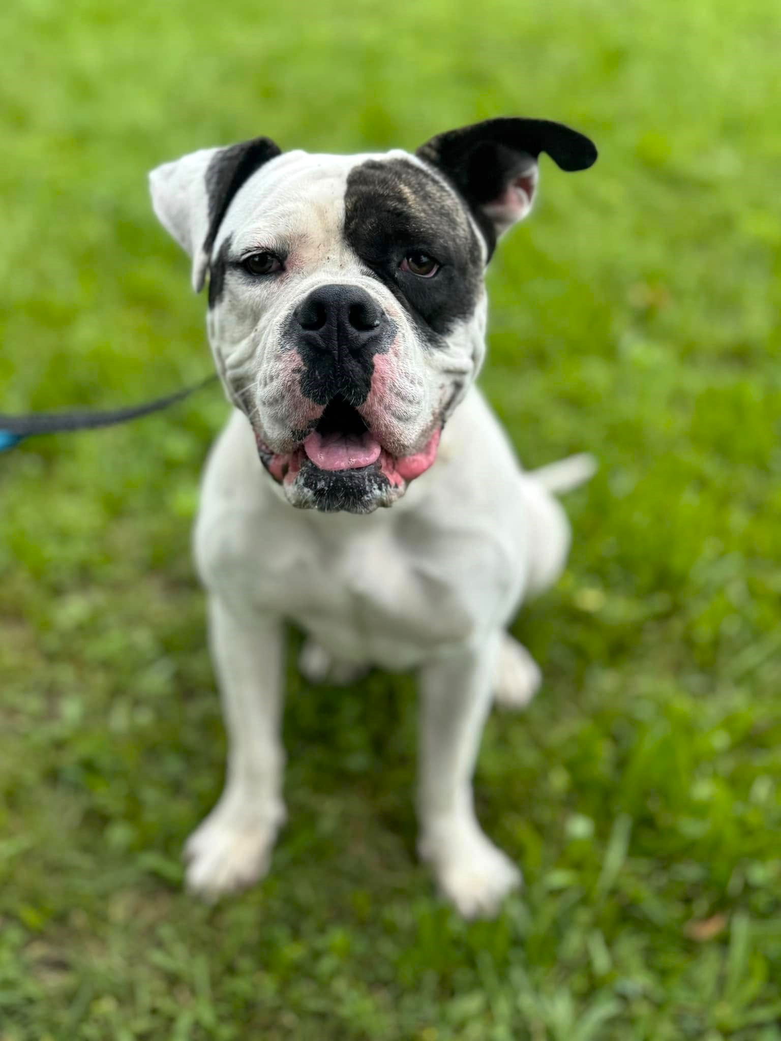 adoptable Dog in Stamford, CT named Winter