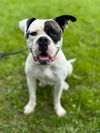 adoptable Dog in  named Winter