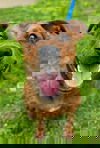 adoptable Dog in , CT named Zoey