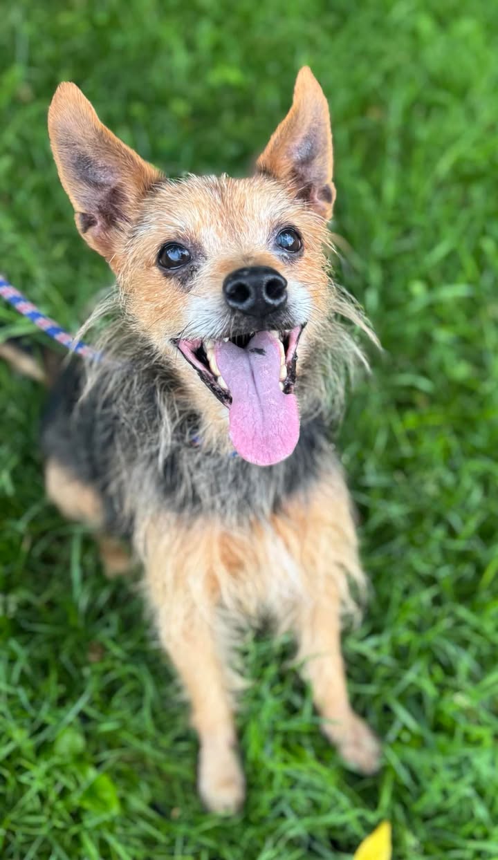 adoptable Dog in Stamford, CT named Adam