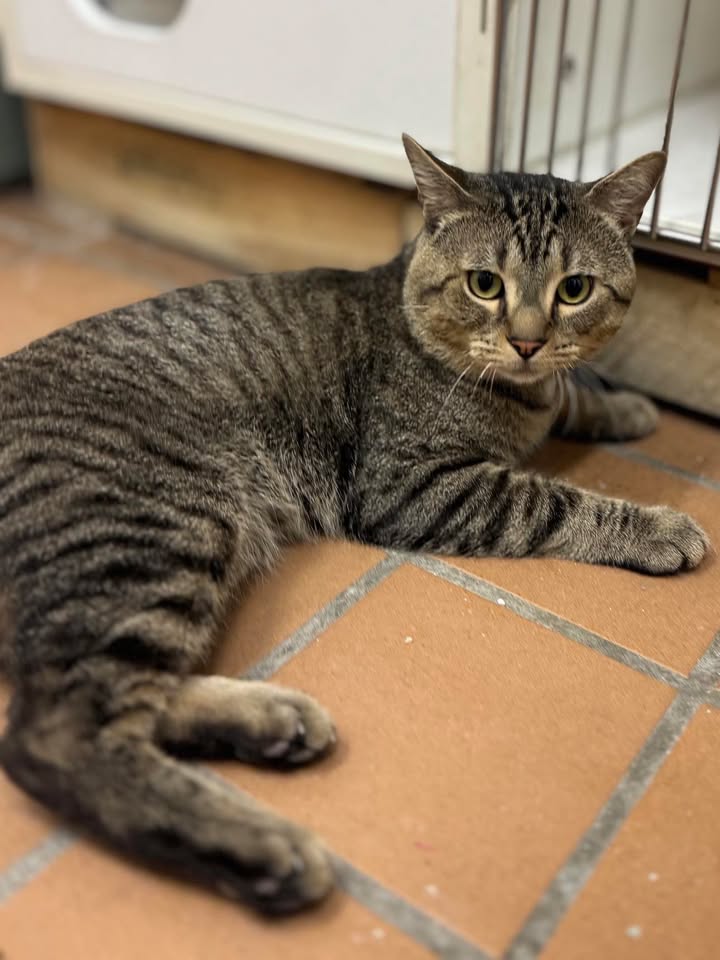 adoptable Cat in Stamford, CT named Boo-Boo