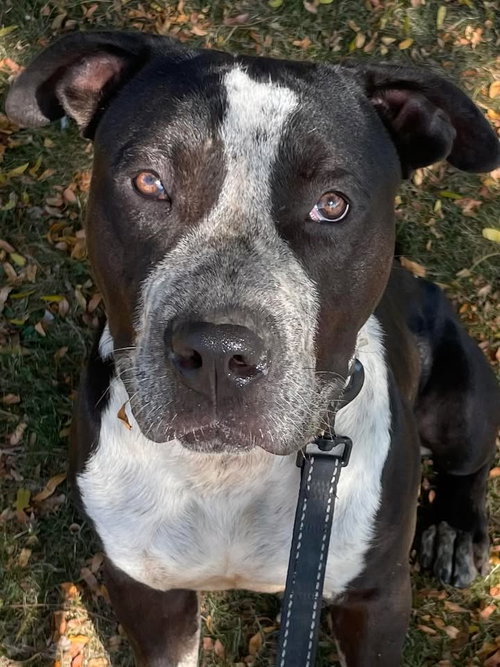 picture of the dog needing adoption