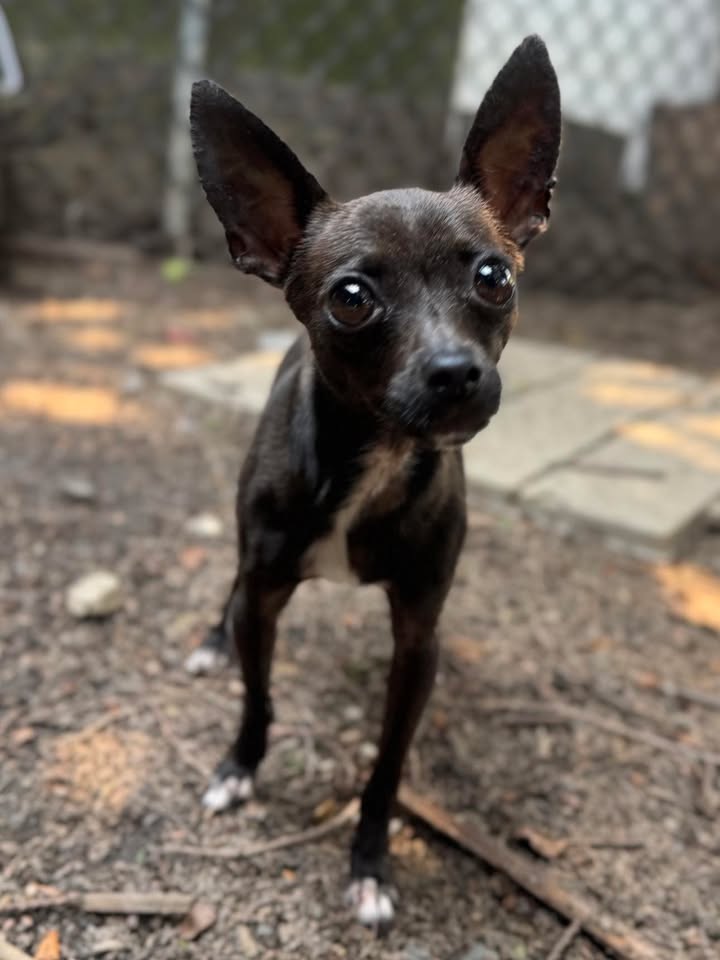 adoptable Dog in Stamford, CT named Chi Chi