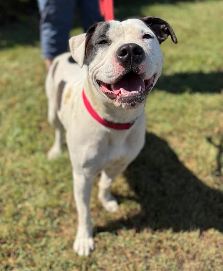 Darla