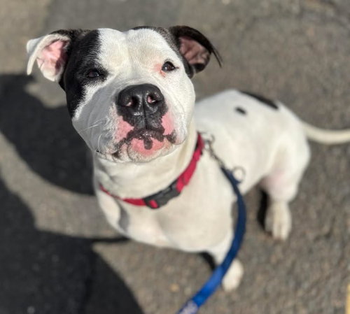 picture of the dog needing adoption