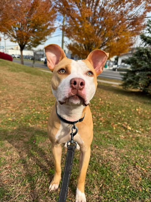 picture of the dog needing adoption
