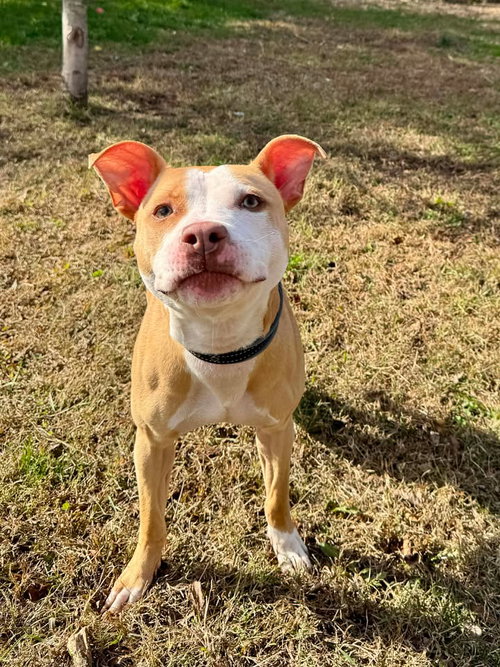 ROXY - American Staffordshire Terrier available for adoption