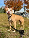 Roxy - Photo 3