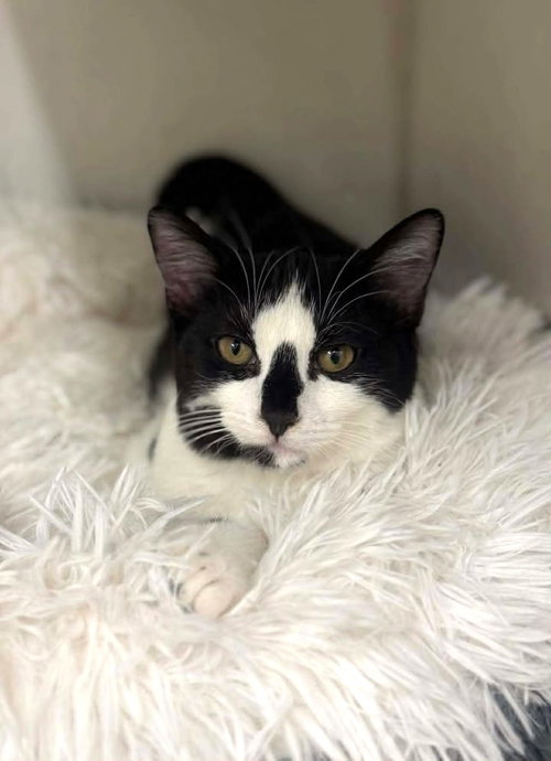 LOLA & WISHBONE - Domestic Short Hair available for adoption