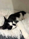 Lola & Wishbone - Photo 4