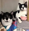 Lola & Wishbone - Photo 1