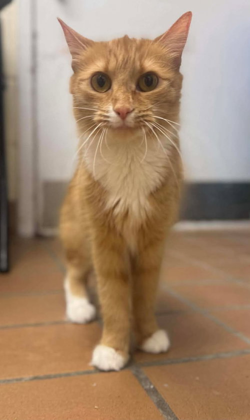 picture of the cat needing adoption