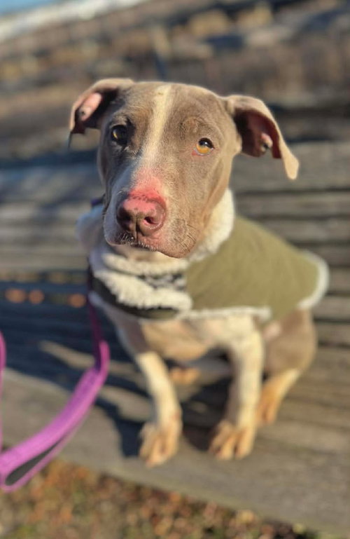 picture of the dog needing adoption