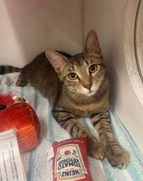 GRACE & HOPE - Domestic Short Hair available for adoption