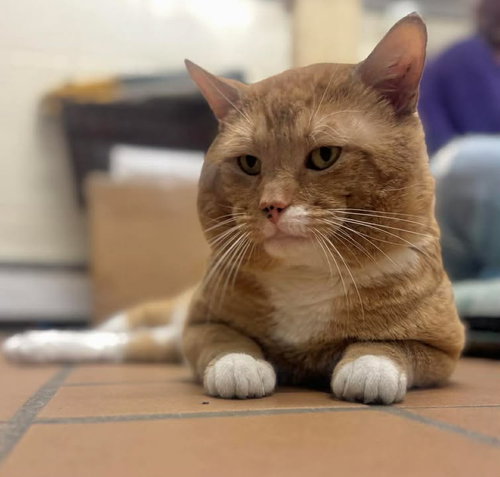Archie, an adoptable Domestic Short Hair in stamford, CT