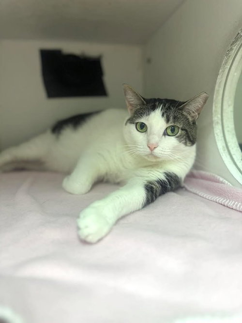 Skinny, Domestic Short Hair, cat for adoption in Clifton, New Jersey