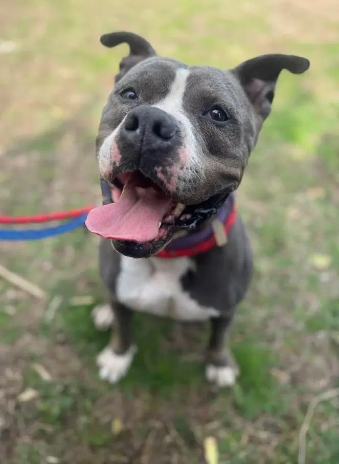 Gemma - American Pit Bull Terrier