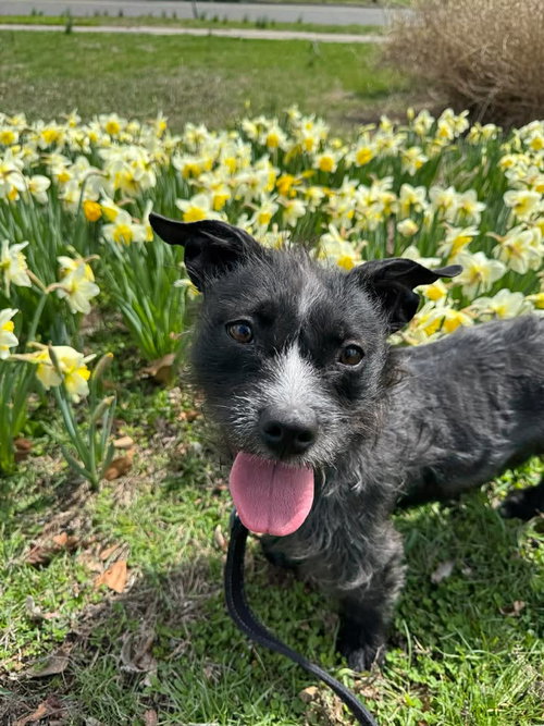 picture of the dog needing adoption