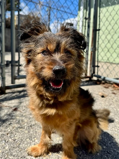 picture of the dog needing adoption