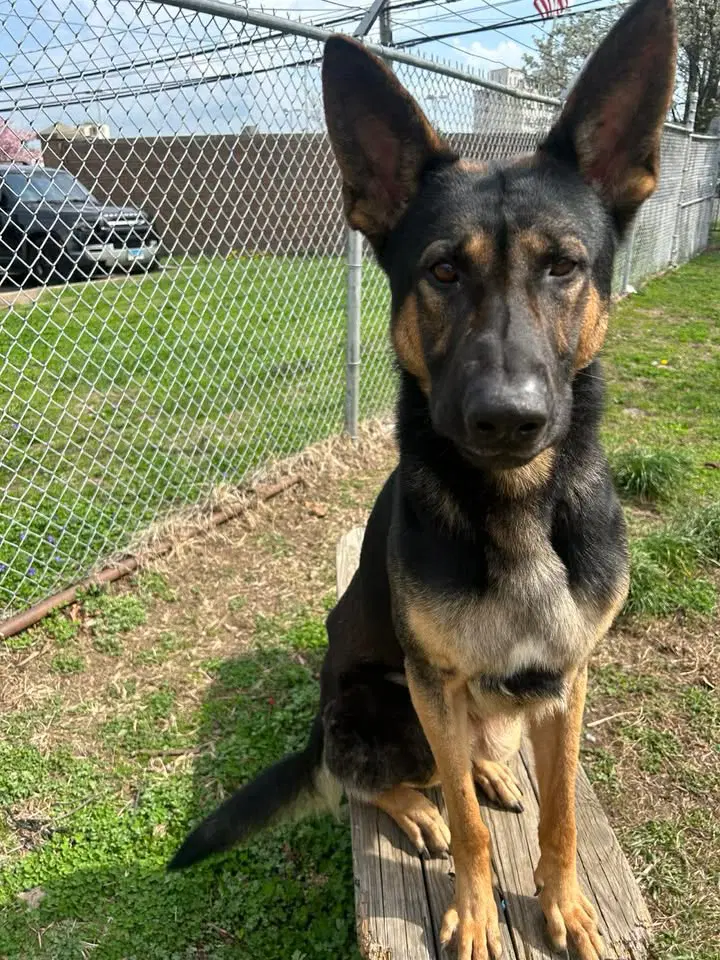Kash - German Shepherd Dog