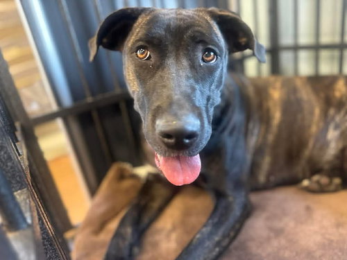 Amelia, an adoptable Unknown breed in stamford, CT