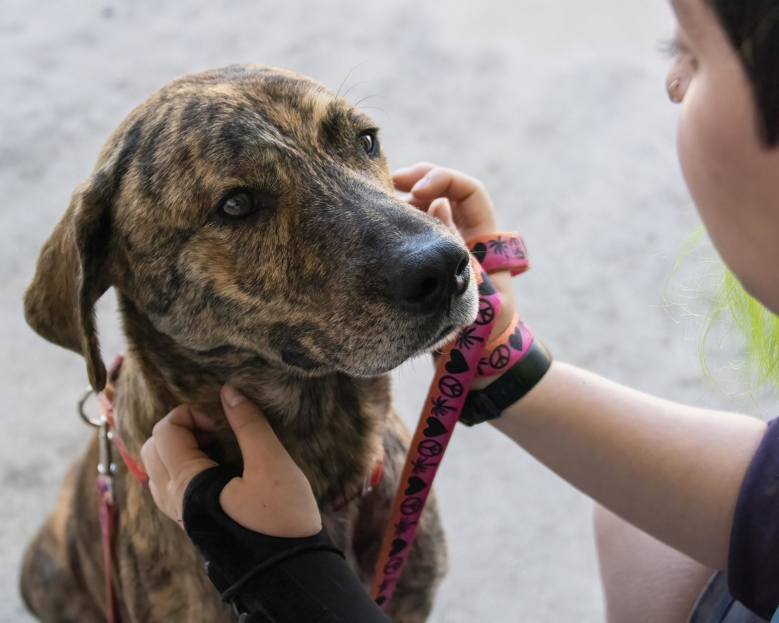 Dog for Adoption Jupiter, a Labrador Retriever in Jacksonville, NC