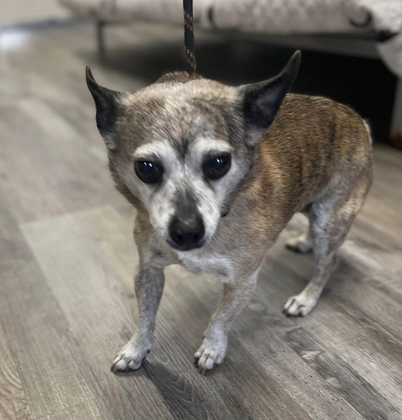 Dog For Adoption Caramel A Chihuahua In Bayshore NC Alpha Paw dog-for-adoption-caramel-a-chihuahua-in-bayshore-nc-alpha-paw