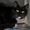 adoptable Cat in wilmington, NC named Bermuda