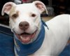adoptable Dog in wilmington, IL named Maya