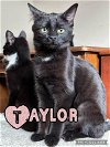 adoptable Cat in wilmington, IL named Taylor