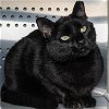 adoptable Cat in wilmington, nc, NC named Georgie