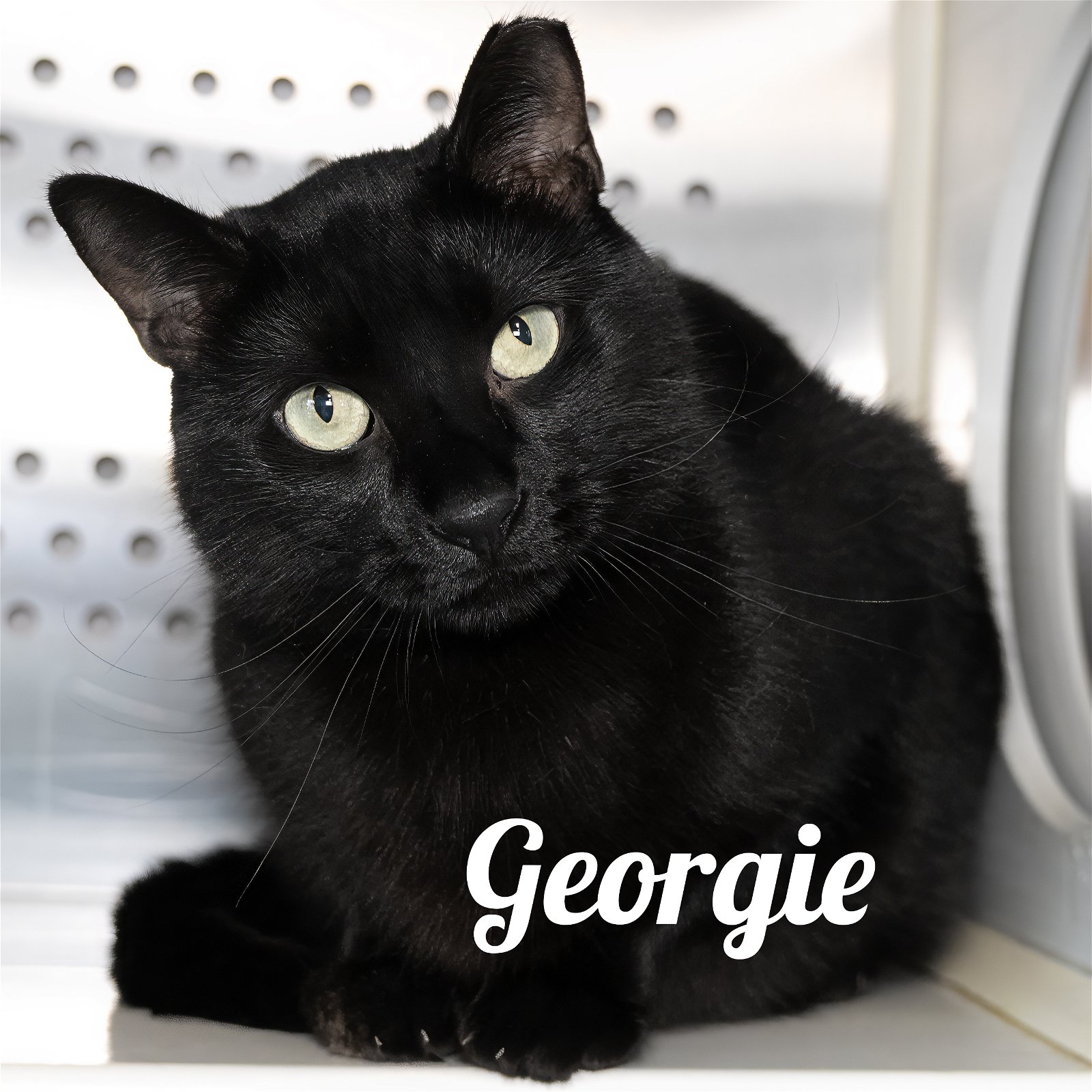 adoptable Cat in Wilmington, NC named Georgie