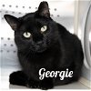 adoptable Cat in wilmington, IL named Georgie