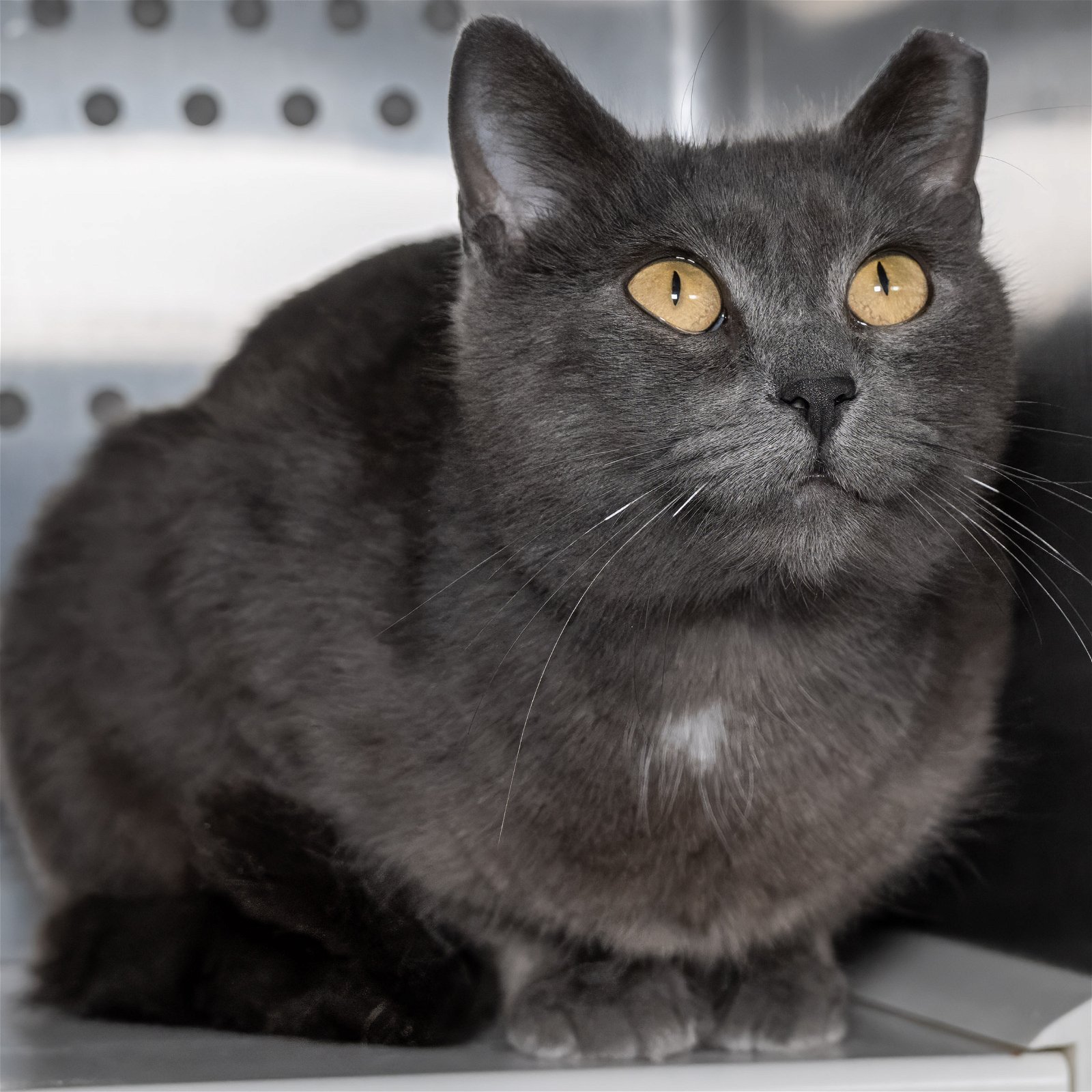 adoptable Cat in Wilmington, NC named Cinder