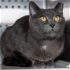 adoptable Cat in wilmington, NC named Cinder