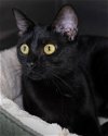 adoptable Cat in wilmington, NC named April