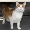 adoptable Cat in wilmington, IL named Daisy