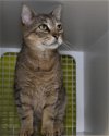 adoptable Cat in wilmington, NC named Bowie