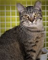 adoptable Cat in wilmington, IL named Fifty Cent