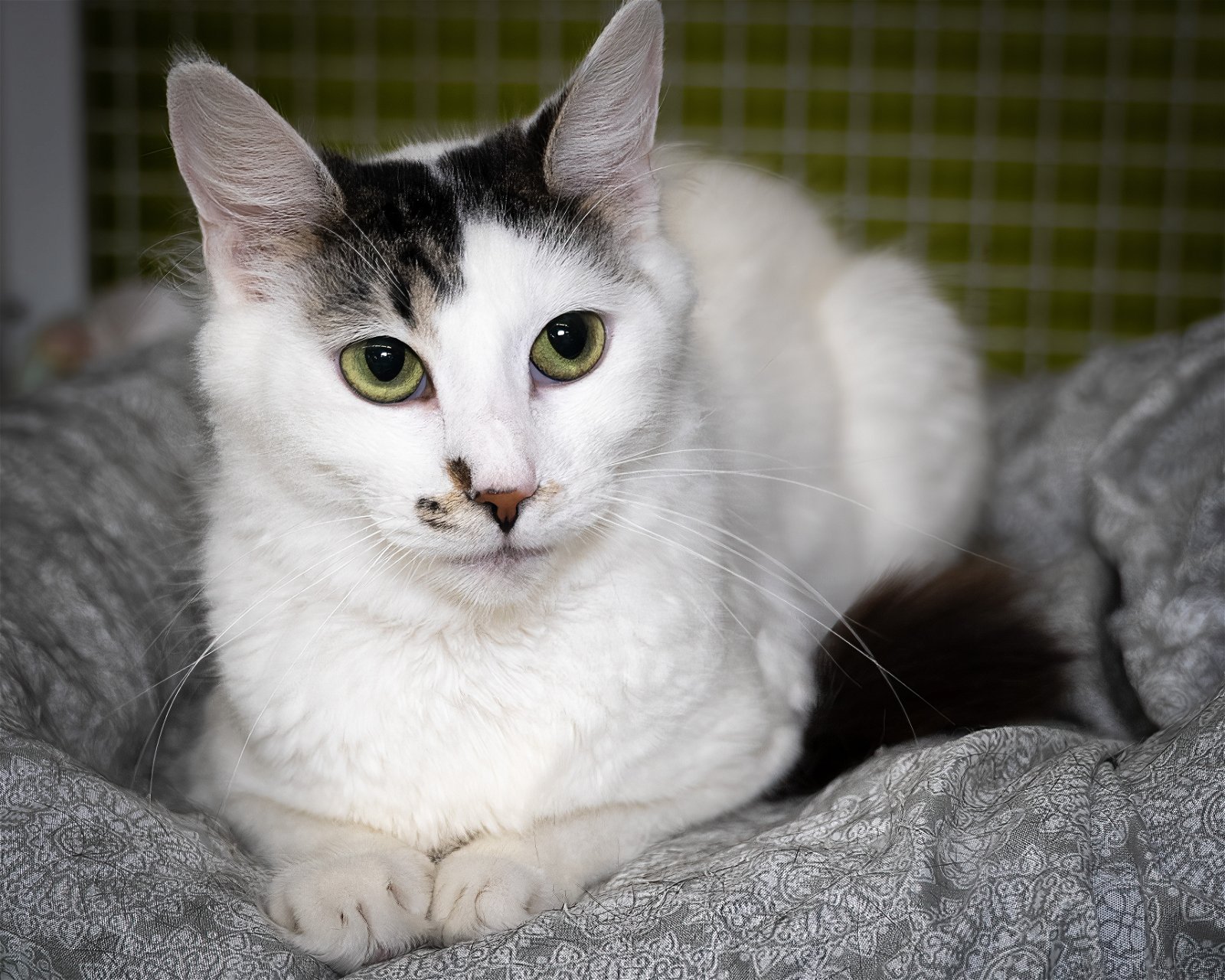 adoptable Cat in Wilmington, NC named Hilda