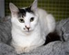 adoptable Cat in wilmington, IL named Hilda