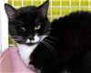 adoptable Cat in wilmington, IL named Koa